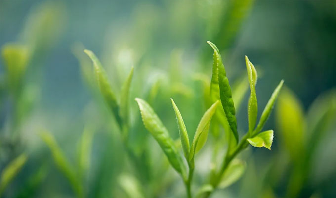 你了解茶葉最佳的沖泡方法嗎？